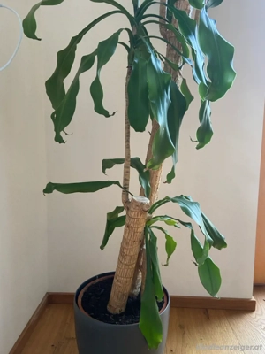 Golden Coast Dracaena (Drachenbaum)  Bild 3