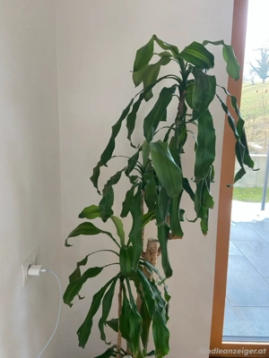 Golden Coast Dracaena (Drachenbaum)  Bild 2