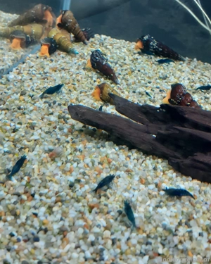 Zwerggarnelen fürs aquarium