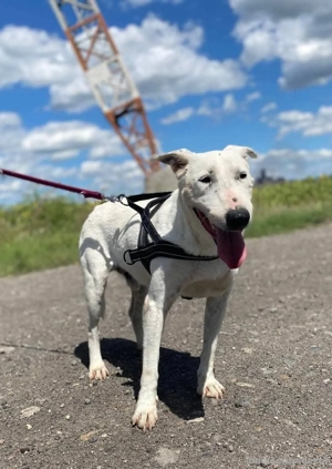 Ozzy  - ein Kämpfer auf der Suche nach den richtigen Menschen Bild 5
