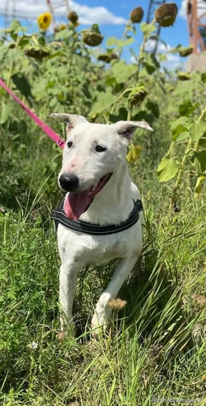 Ozzy  - ein Kämpfer auf der Suche nach den richtigen Menschen Bild 3