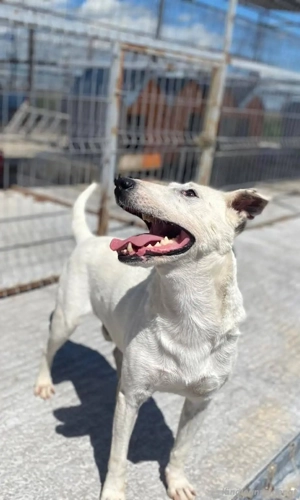 Ozzy  - ein Kämpfer auf der Suche nach den richtigen Menschen Bild 4