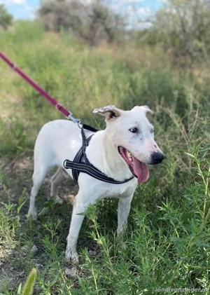 Ozzy  - ein Kämpfer auf der Suche nach den richtigen Menschen Bild 2