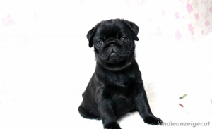 Mopswelpen zu verkaufen