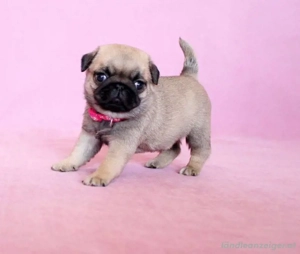 Welpen der Rasse Mops