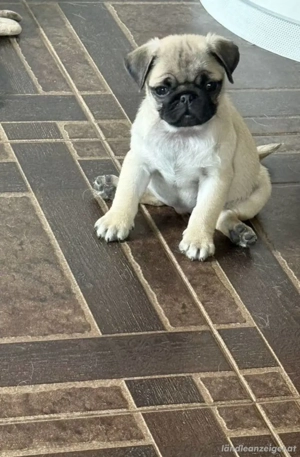 Welpen der Rasse Mops Bild 3