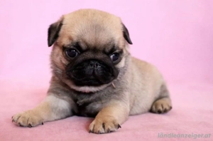 Welpen der Rasse Mops Bild 2