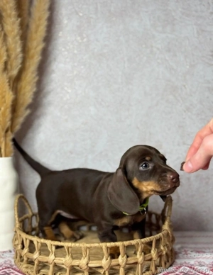 Kleine Dackelwelpen suchen neue Plätze Bild 2