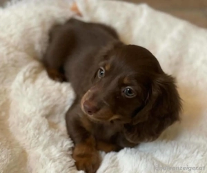 Kleine Dackelwelpen suchen neue Plätze Bild 3