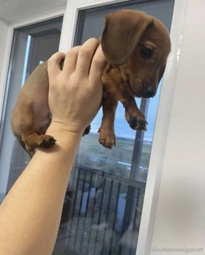 Dackelwelpen aus privater Aufzucht