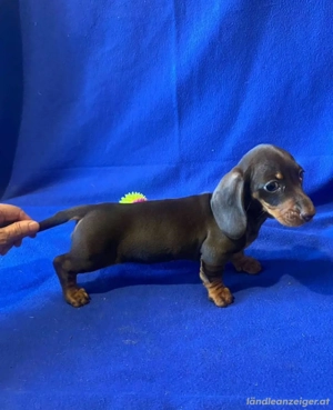 Dackelwelpen verfügbar Bild 3