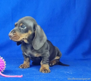 Dackelwelpen verfügbar Bild 2