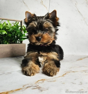 Yorkshire-Terrier-Welpen Bild 3