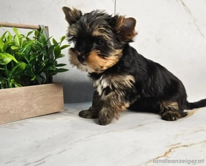 Yorkshire-Terrier-Welpen Bild 4