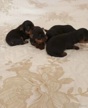 Kleine Yorkshire-Terrier-Welpen verfügbar