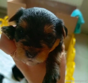 Welpen der Rasse Yorkshire Terrier Bild 3