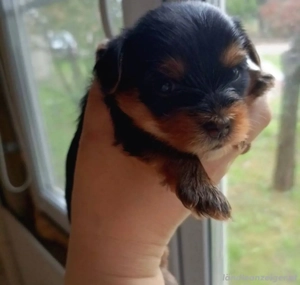 Welpen der Rasse Yorkshire Terrier Bild 2