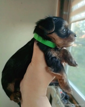 Welpen der Rasse Yorkshire Terrier