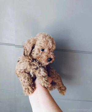 Toy-Terrier-Welpen Bild 2