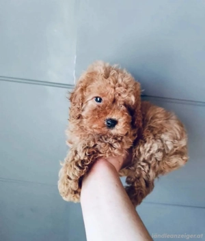 Toy-Terrier-Welpen Bild 3