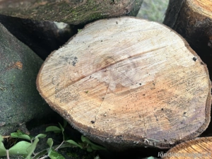 Hartholz Drexeln Bild 3