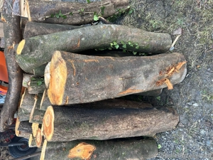 Hartholz Drexeln Bild 2