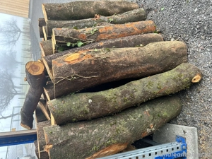 Hartholz Drexeln Bild 5