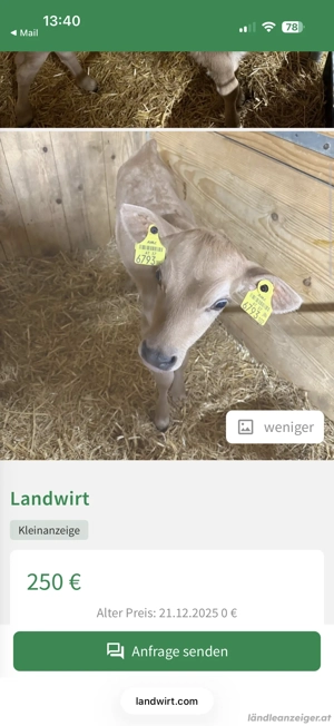 Jersey-Kälbchen Bild 2