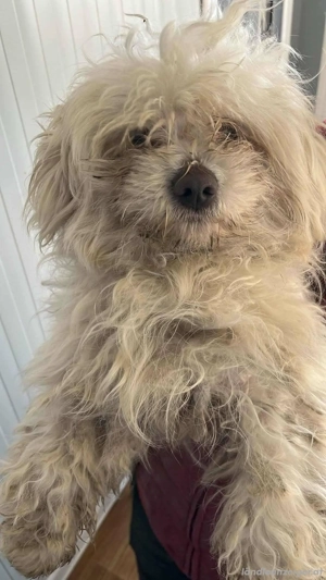 Willi - ein junges Herz auf der Suche nach Geborgenheit Bild 4