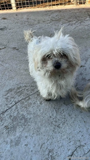 Willi - ein junges Herz auf der Suche nach Geborgenheit Bild 2