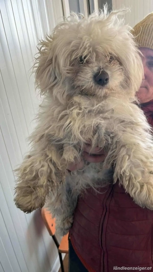 Willi - ein junges Herz auf der Suche nach Geborgenheit Bild 5