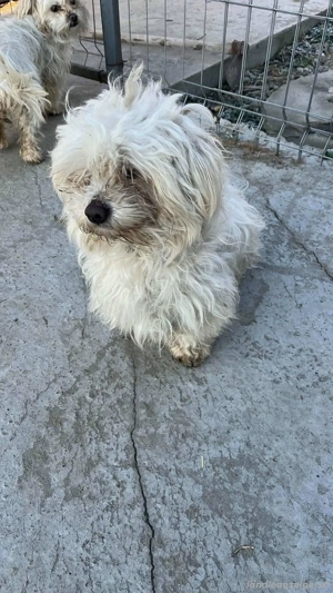 Willi - ein junges Herz auf der Suche nach Geborgenheit Bild 3