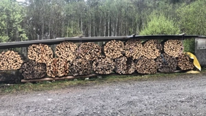 Trockenes Brennholz (Buche) Bild 3