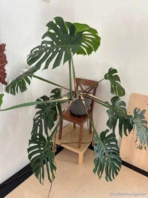 Monstera Deliciosa Pflanze groß Bild 3