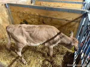 Jersey-Kälbchen Bild 3