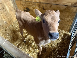 Jersey-Kälbchen Bild 2