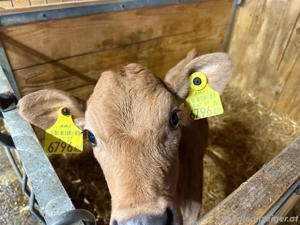 Jersey-Kälbchen Bild 4