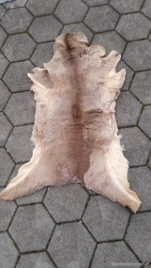 Rehfell (Winterfell)