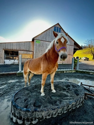 Haflinger sucht Bestplatz Bild 3