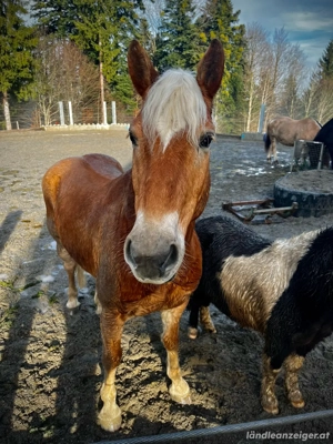 Haflinger sucht Bestplatz Bild 4
