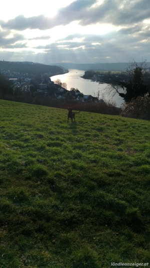  Suche Herzdame  Bild 5