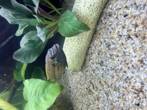 verschenke Barsch für Aquarium Bild 2