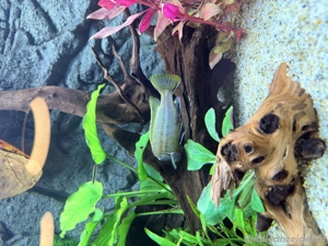 verschenke Barsch für Aquarium Bild 3