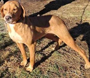 Suzy sucht liebevolle Menschen Bild 3