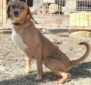 Suzy sucht liebevolle Menschen Bild 4