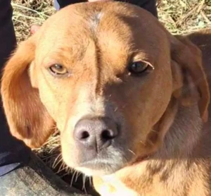 Suzy sucht liebevolle Menschen Bild 7