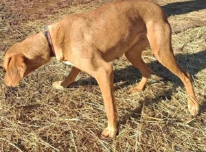 Suzy sucht liebevolle Menschen Bild 6