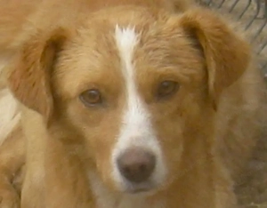 Laurie möchte bei IHNEN sein Glück finden Bild 6