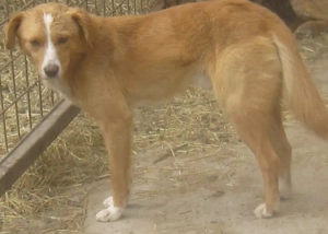 Laurie möchte bei IHNEN sein Glück finden Bild 3