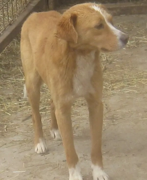 Laurie möchte bei IHNEN sein Glück finden Bild 4